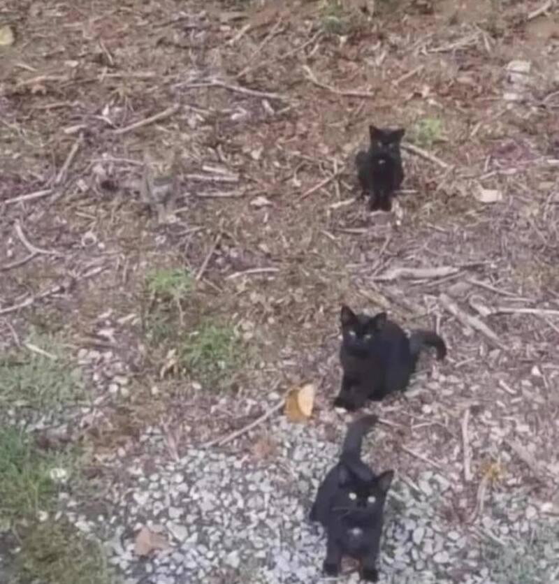 Tienes 4 segundos para encontrar al gato oculto en la imagen.