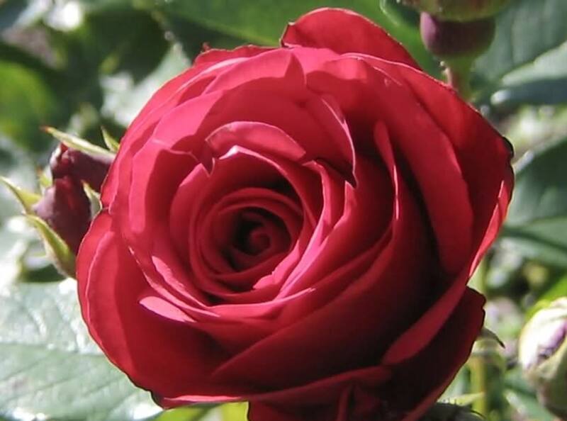 Encuentra al delfín oculto en la imagen