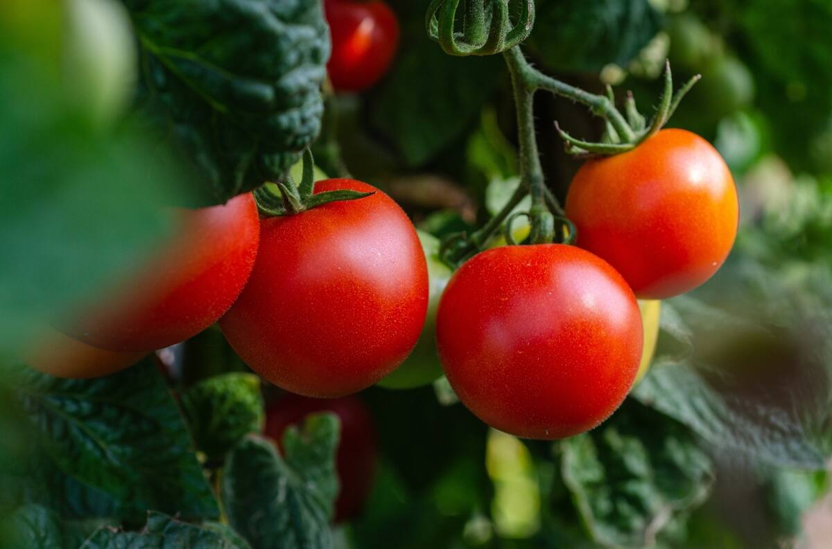 ¿Quieres más tomates? Las Aspirinas podrían ser la solución