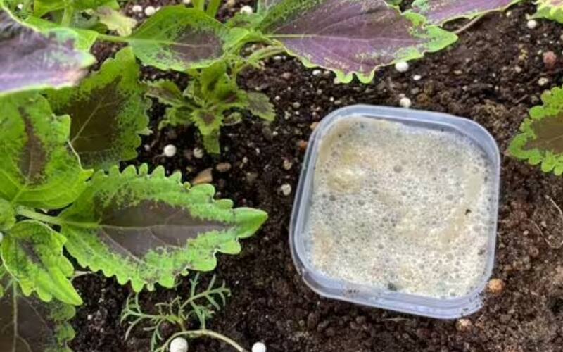 Las babosas no se puden resistir al olor de la levadura.