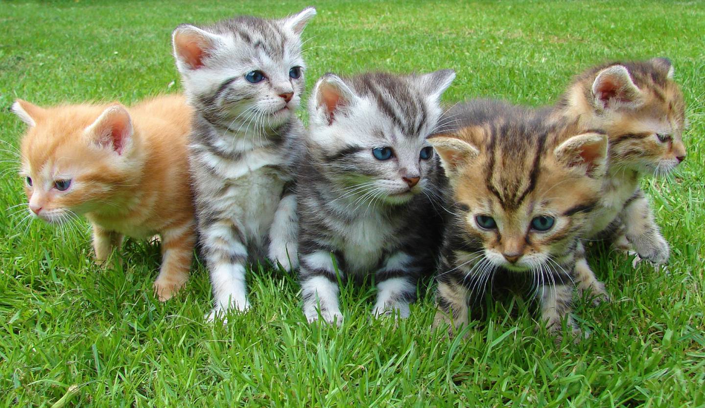 Sobre un pasto bien recortado, cinco gatitos bebé están frente a la cámara.